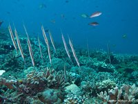 Razorfish