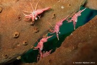 Durban hinge-beak shrimp