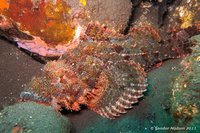 Flathead scorpionfish
