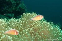 Pink anemonefish
