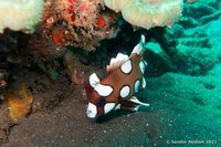 Many-spotted sweetlips