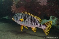 Diagonal-banded sweetlips