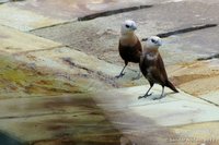 White-headed munia