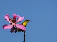 Olijfrughoningzuiger op een orchideeboombloem