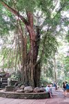 Banyanboom