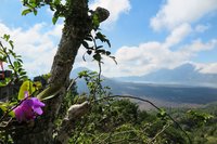Orchidee met uitzicht op de Batur