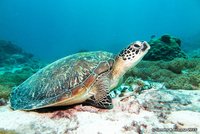 Soepschildpad