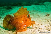 Eschmey schorpioenvis