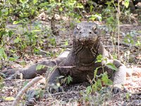 Komodovaraan