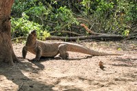 Komodovaraan