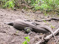 Komodovaranen