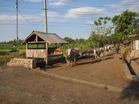 Koeien op weg naar huis