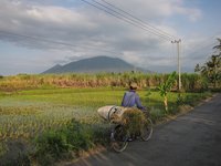 Fietser met gras, met de Baluran op de achtergrond