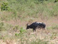 Waterbuffel