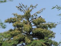 Neushoornvogels in een bloeiende gebangpalm