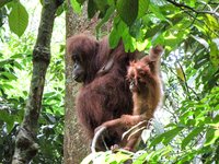 Orang-oetan met jong