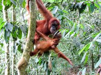 Orang-oetan met jong