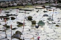 Waterhoen tussen de waterlelies