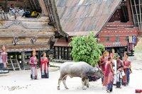 Batakse dans met een buffel