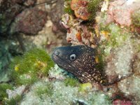 Mediterranean moray