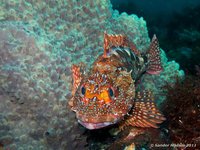 Izu scorpionfish