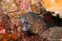 White-eyed moray
