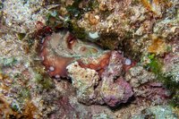 Octopus in zijn hol