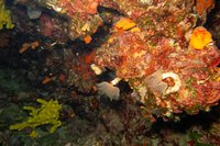 Overhang met kokerwormen en sponzen