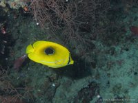 Bennett's butterflyfish
