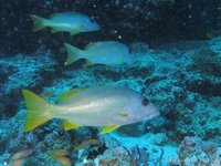 Onespot snapper
