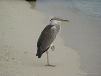 Gray Heron
