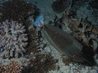 Bluespine unicornfish