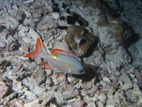 Light-spot emperor