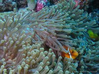 Blackfin anemonefish