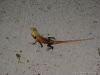 Oriental garden lizard