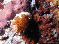 Glenie's chromodoris