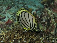 Meyer's butterflyfish