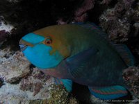 Ember parrotfish