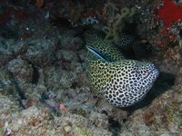 Laced moray