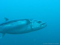 Dogtooth tuna