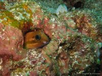 Midas blenny