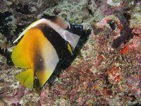 Masked bannerfish