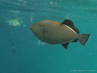 Indian triggerfish