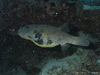Map puffer