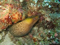 Yellow-edged moray