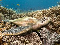 Groene zeeschildpad