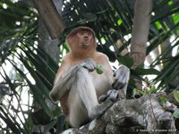 Proboscis monkey