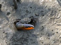Fiddler crab