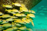 Blauwgestreepte snappers