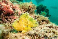 Leaf scorpionfish